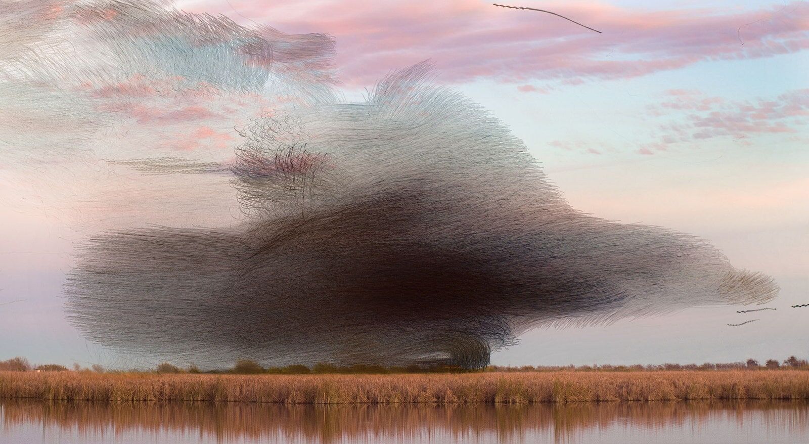 Read more about the article Murmuration